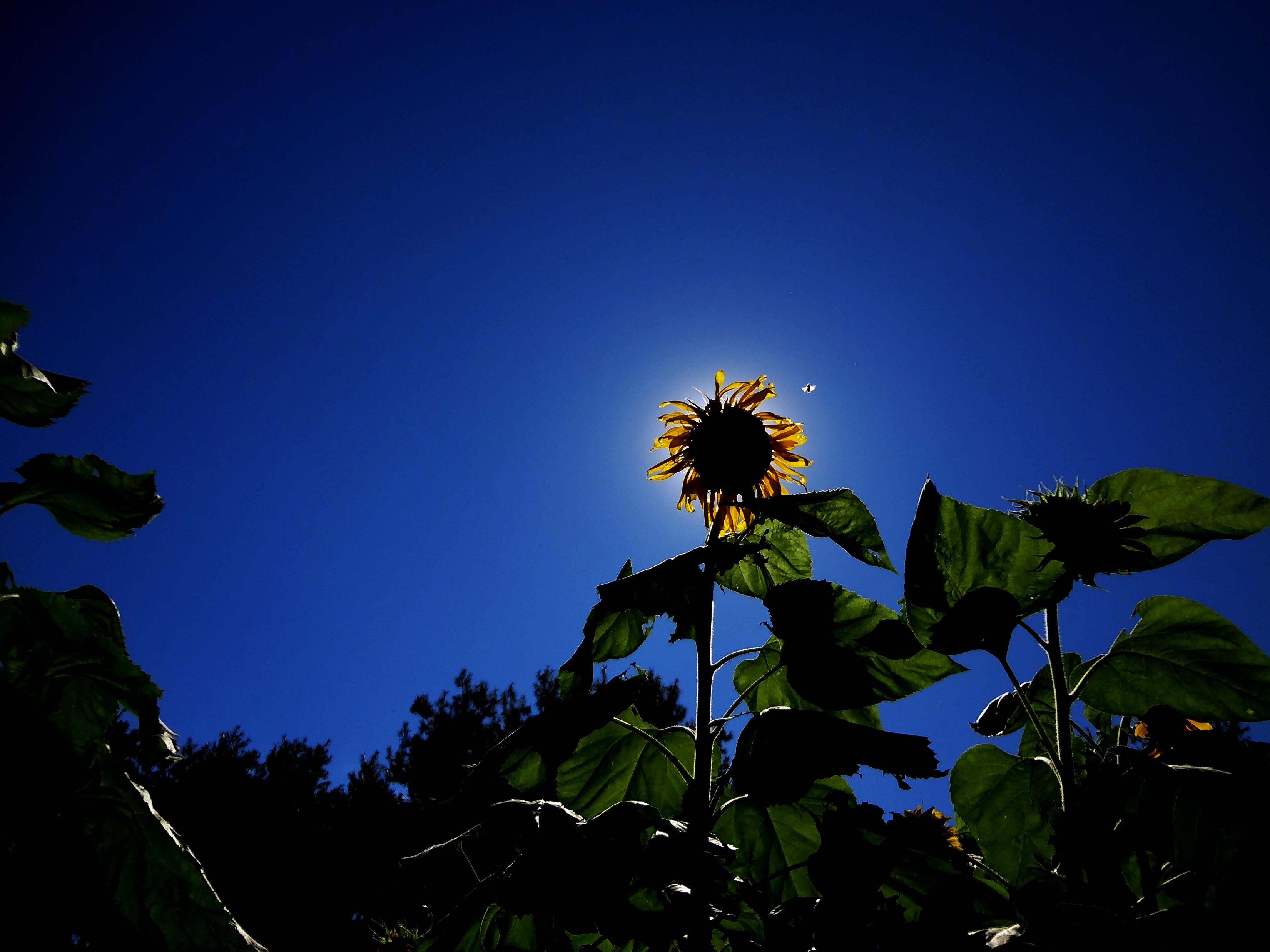 Sunflower Garden