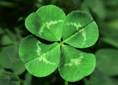 shamrock