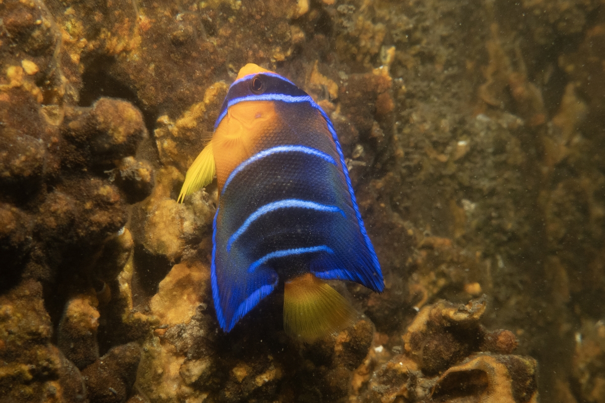 queen angelfish